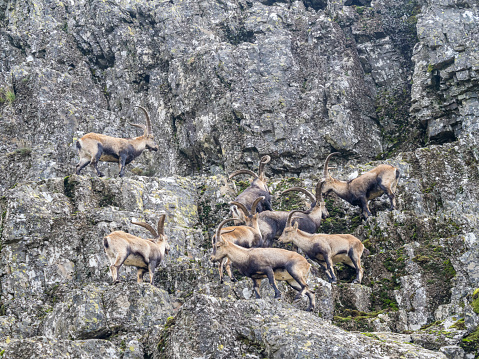 Wild goats in the mountains