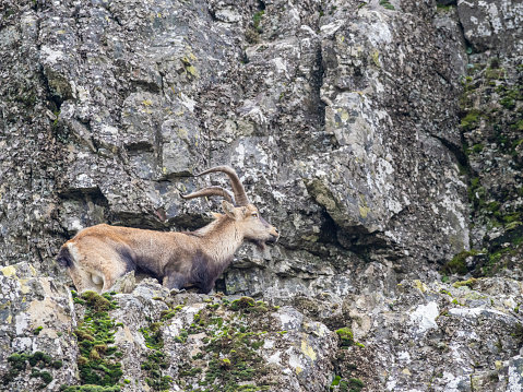 Wild goats in the mountains