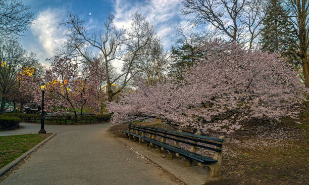 istock Central Park in spring, early morning 1940504348