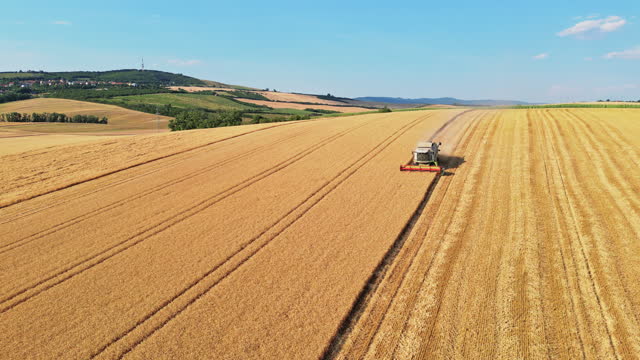 AERIAL Solitude in the Fields: Drone View of a Lone Combine Harvester Amidst Vast Golden Wheat Fields of Moravia
