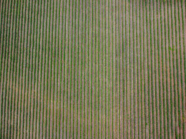 istock Vineyards in straight lines 1940554345