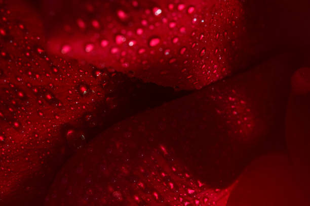A close up of a rose with water drops on its petals.
