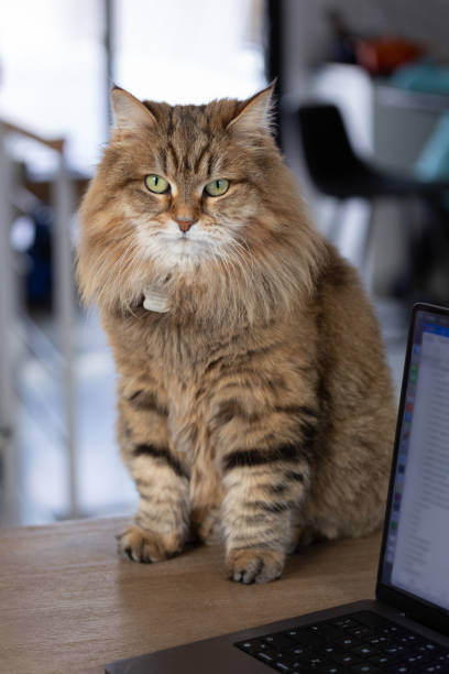 istock Portrait of Tabby Cat on Table 1940558925