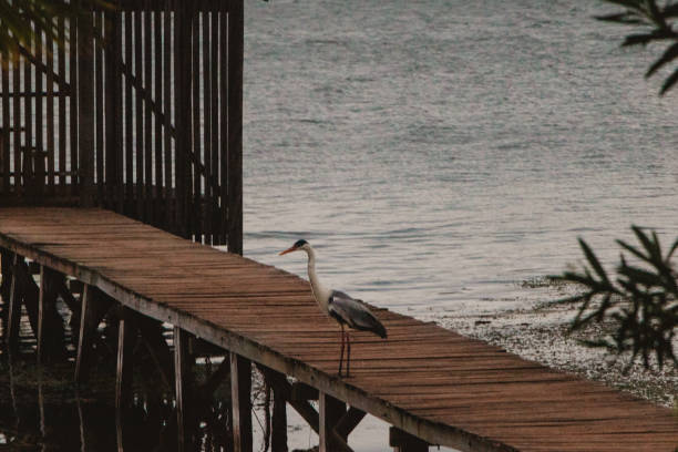 heron bird on wooden pier