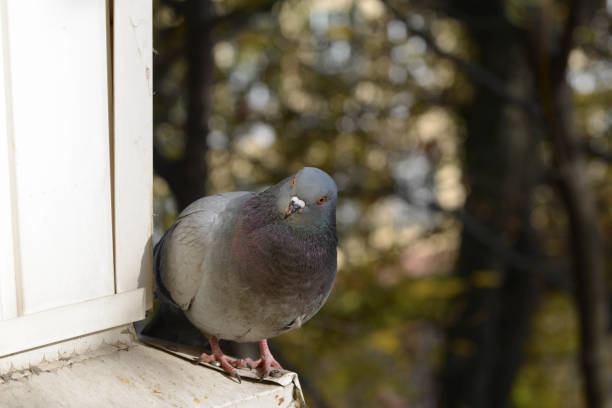 istock A cute pigeon is sitting on a ledge and looking at the camera 1940572396