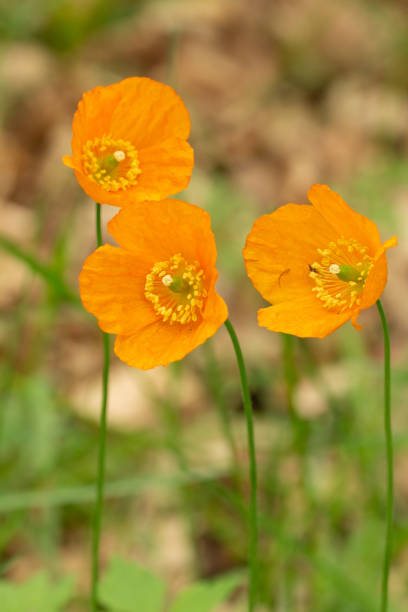 istock three orange-yellow flowers, called welsh poppy's 1940585788