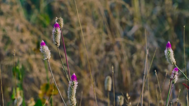 Celosia argentea flower, wild celosia argentea flower in India