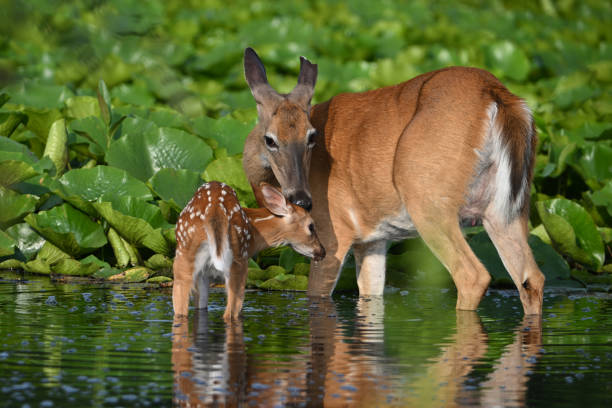 istock White Tailed Deer doe and fawn in marsh 1940603133