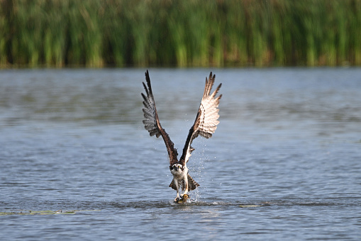 Osprey in flight with wings spread carries a fish across marsh