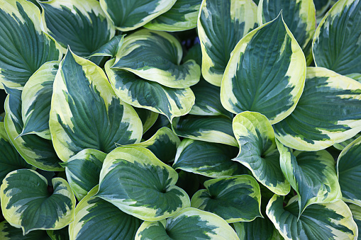 hosta, tardiana, halcyon, blue, green, big, large, leaf, leaves, bunch, turf, perennial, garden, white, flower, purple, violet, plant, nature, ivy, food, vegetable, cabbage, fresh, plants, natural, herb, organic, gardening, flora, field, agriculture, foliage, healthy, growing, farm