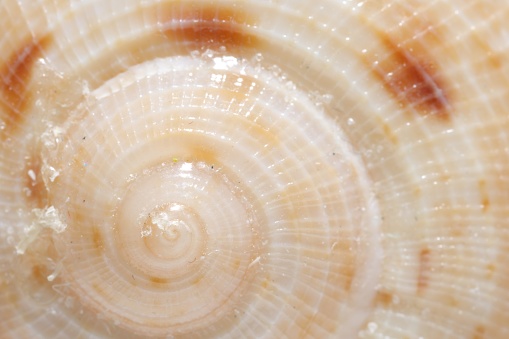 Texture of seashell as background, macro view