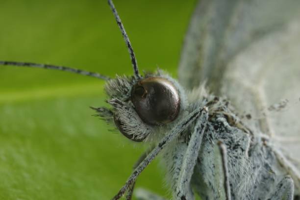 A beautiful mourning cloak butterfly on a tree trunk in a garden. Shallow depth-of-field makes the butterfly stand out.