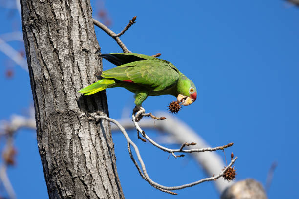 istock Red crowned parrot eating in a sweetgum tree 1940626457