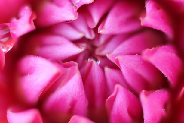 Beautiful pink Dahlia flower with water drops as background, macro view