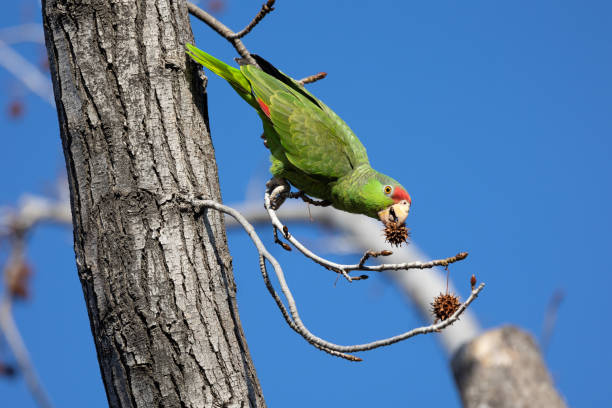 istock Red crowned parrot eating in a sweetgum tree 1940628049