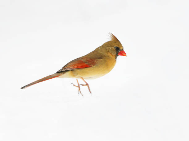 female red cardinal standing on snow covered ground