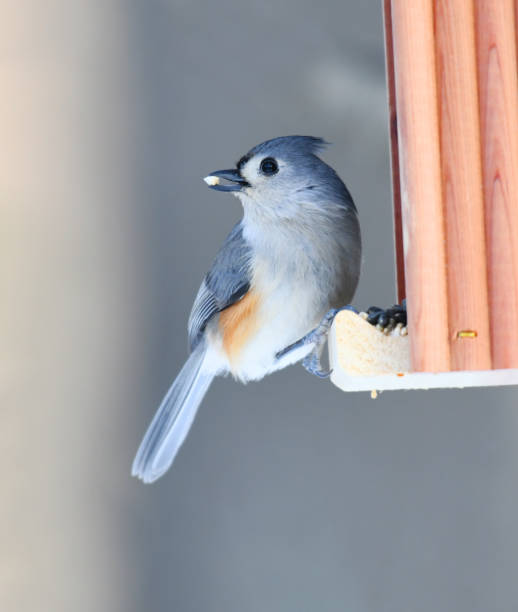 istock tufted titmouse at the bird feeder 1940639613