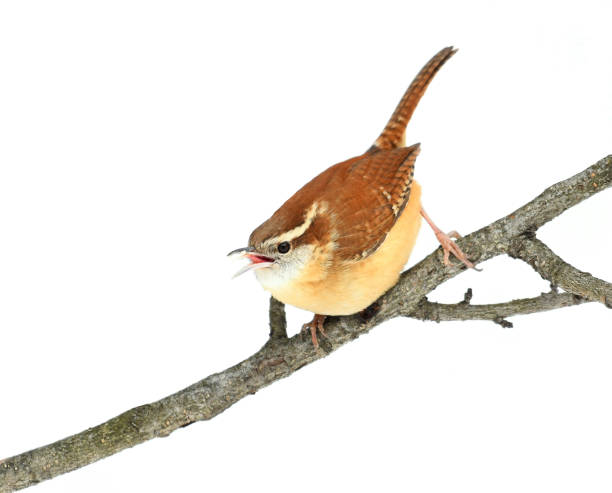 istock carolina wren bird standing on tree branch in snow 1940640100