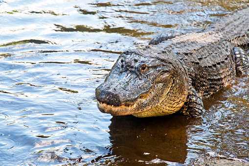 Water level view of a wild Alligator in Florida