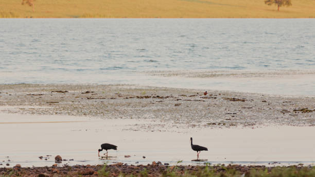 view of birds on the shore