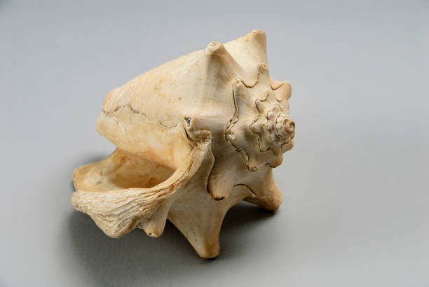 istock sea snail fossil 1940664238