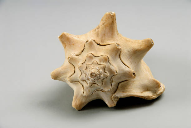 istock sea snail fossil 1940664758