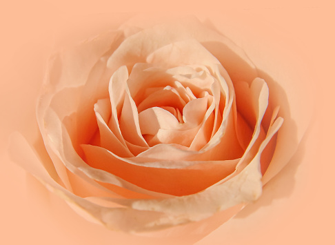 Peach Fuzz - trendy color trend 2024. Closeup Abstract Rose flower. Natural background, soft focus.