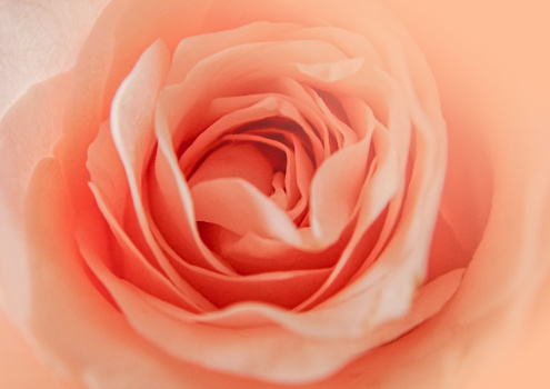 color trend 2024. Peach pastel background. Trendy abstract wallpaper. Blurred background of beautiful lines of petals of an open rose flower in color of the year, peach fuzz.