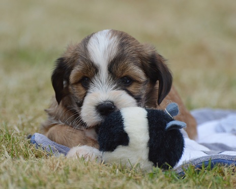 Tibetan terrier puppy lying down in the garden playing with dog toy
