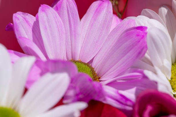 a beautiful bouquet combined with different flowers, a festive bouquet of flowers with different types of flowers