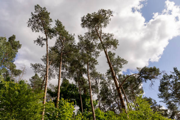 istock forest with pine trees in cloudy evening weather 1940718844