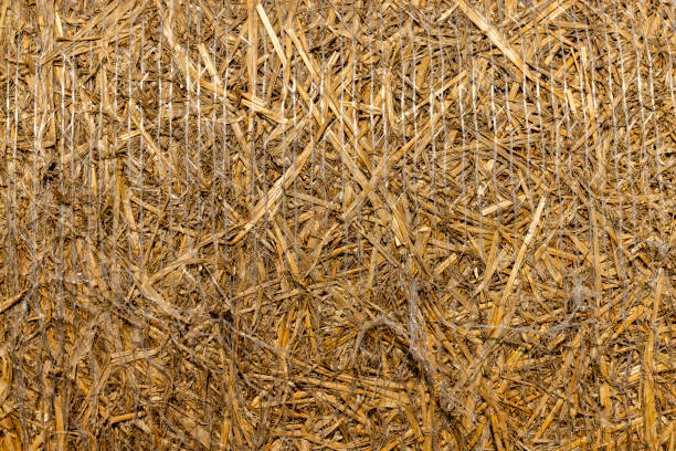 wheat straw collected in stacks after grain harvest, yellow straw from wheat after harvest for sale