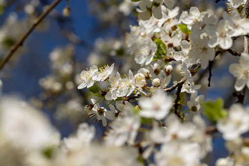 cherry blossoms in the orchard in spring, beautiful white flowers on the fruit cherry during pollination