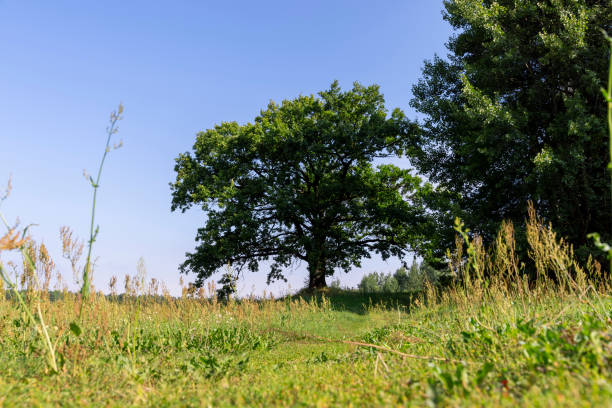 istock old beautiful oak on a sunny summer day 1940719018