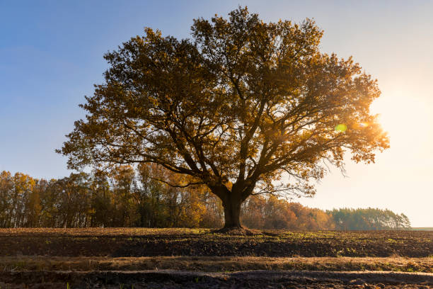 istock an old huge oak with orange autumn foliage 1940719257