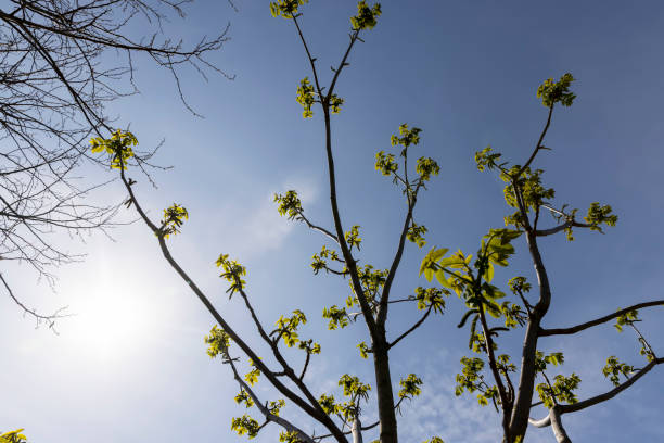 istock a flowering walnut tree in the spring season, a spring park 1940720530