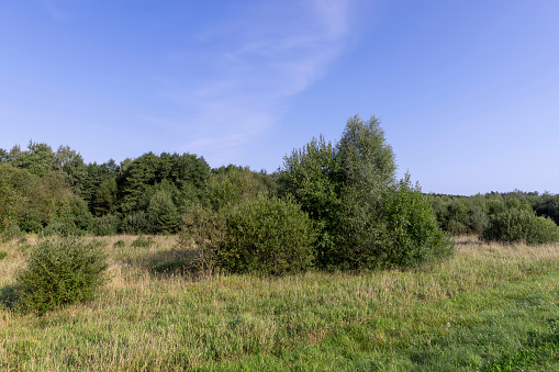 a field with green grass and shrubs with green foliage, a field at the edge of the forest with mixed trees