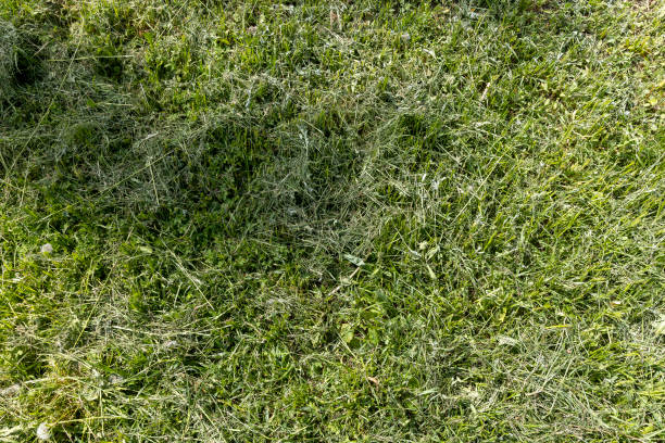 istock mown grass in the spring season, mowing grass 1940722110