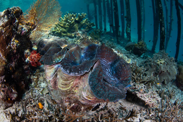 istock Giant Clam on Raja Ampat Coral Reef 1940722651