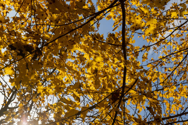 autumn park with colorful maple trees in sunny weather