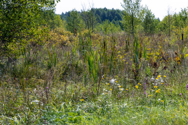 istock Swampy terrain with plants in summer 1940723756