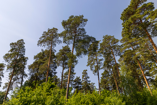 tall pine trees in the forest in the summer, blue sky and pine trees with green needles