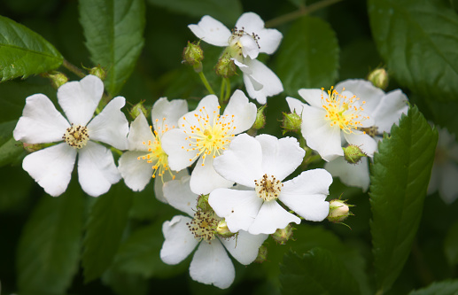 Close up of a grouping of white Multiflora Rose blossoms in a Cape Cod garden.