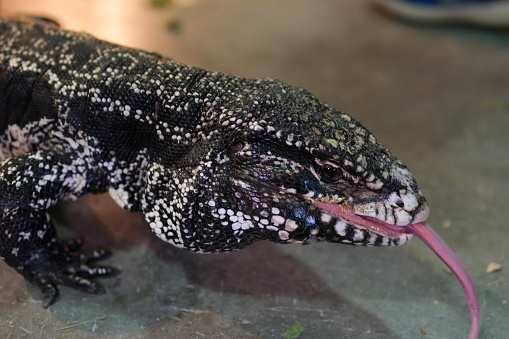 Close-up of a red tegu lizard, Tupinambis rufescens. Reptile, wildlife and animal concept. High quality 4k footage