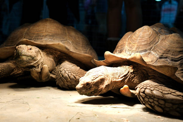 istock A spur-bearing turtle Latin Centrochelys sulcata with a beautiful shell pattern standing on green grass on a clear sunny day. Animals mammals reptiles zoos. 1940755716