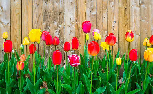 Colorful springtime tulips grow against a wooden fence on Cape Cod.