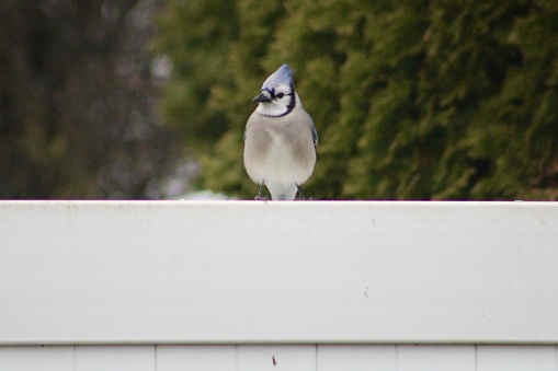 A blue jay perched on a white PVC fence.
