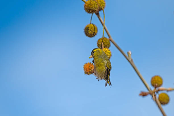 Eurasian Siskin (Spinus spinus) feeding on the seeds of the Chenar tree.
