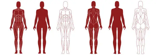 Vector illustration of Female figure with anatomical muscles front and back view set