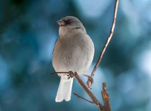 The Dark-Eyed Junco (Junco hyemalis) is the best-known of the juncos, a variety of small grayish sparrow with a dark shoulder and head.  This bird is common across much of temperate North America and in summer ranges far into the Arctic.  This Dark-Eyed Junco was photographed near Walnut Canyon Lakes in Flagstaff, Arizona, USA.